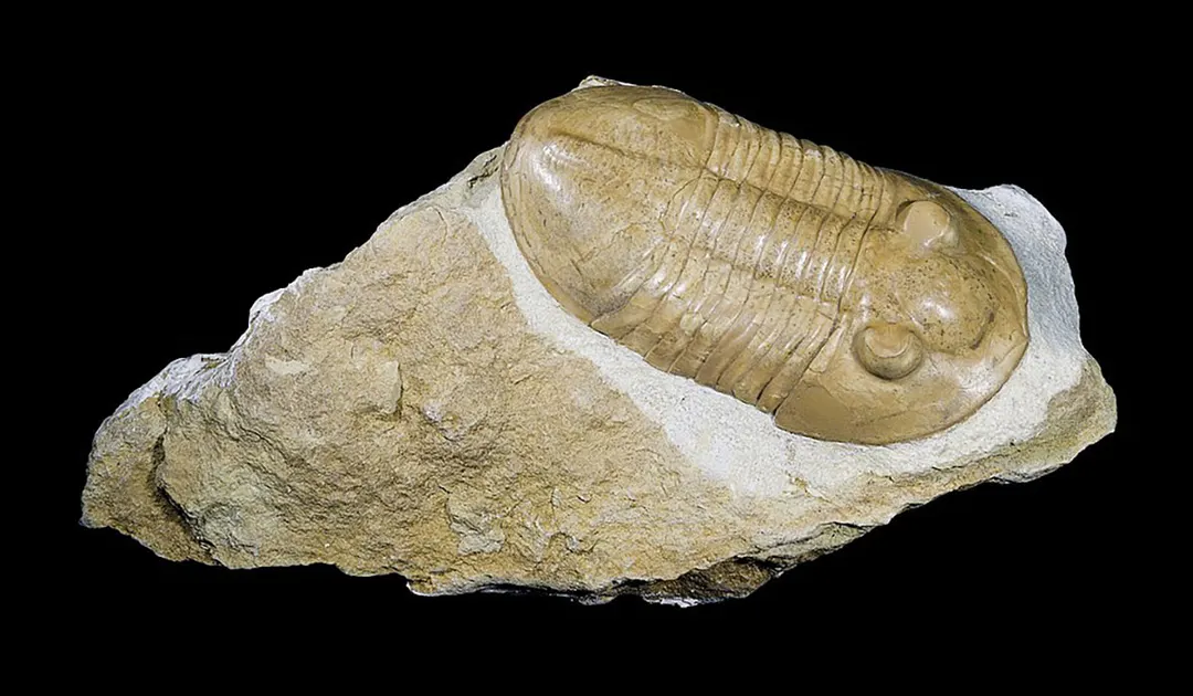 2-Billion-Year-Old South African Rocks Reveal Phosphorus Cycle That Kept Oxygen in Earth's Atmosphere