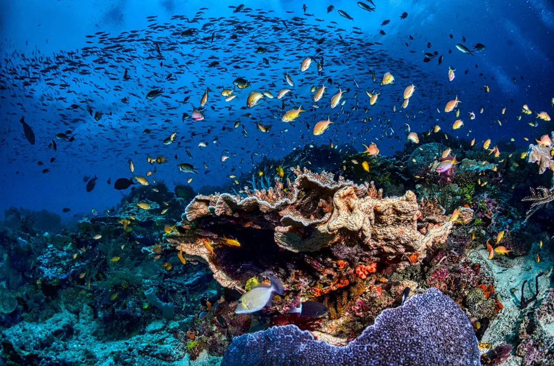 Ocean Biodiversity Drives Carbon Capture Most — But Evidence Rests on Just Seven Datasets