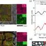 Technion method produces green hydrogen with valuable industrial chemical instead of oxygen