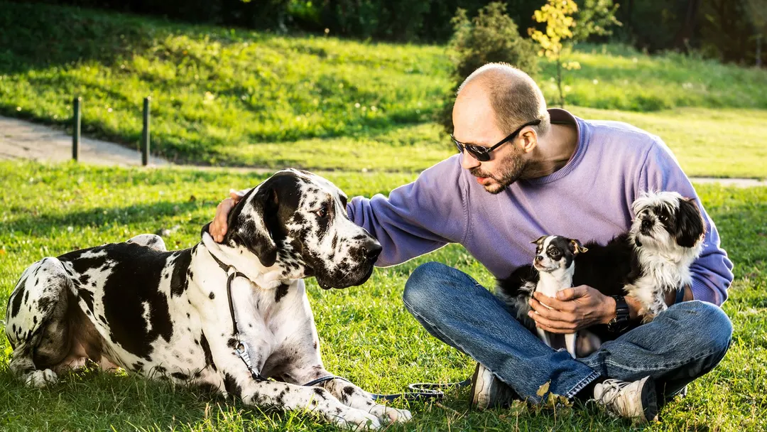 Big dogs age faster than small ones at the epigenetic level, study finds