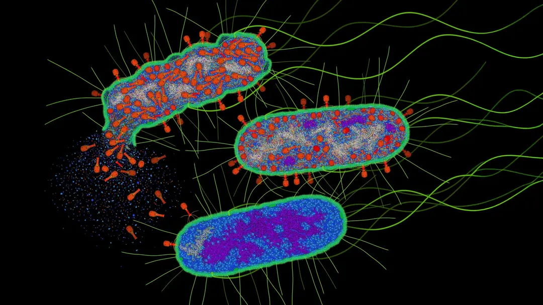 Scientists reveal how bacteria detect phage attacks