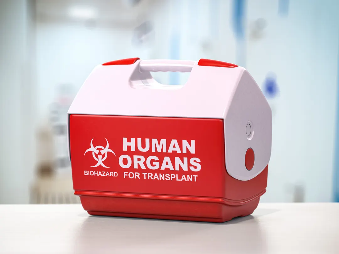 Harvard: Transplanted Organs Adopt the Recipient's Biological Age