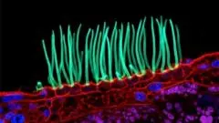 Nikon disqualifies microscopy contest winner over AI-generated video