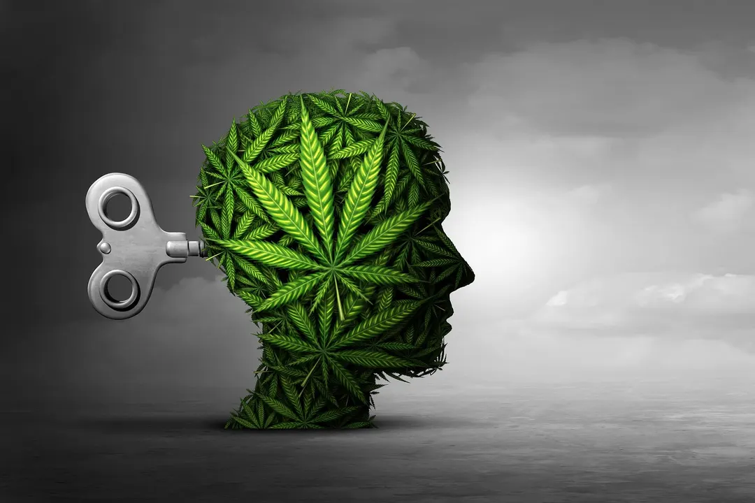 Scientists find brain cells that drive cannabis-induced anxiety