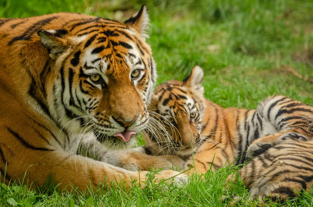 WWF: Monitored Wildlife Populations Fell 73% Since 1970