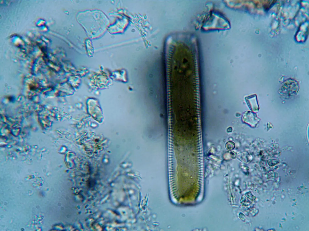 Smallest-Ever Archaeal Genome Found: 189 Proteins, Fewer Than Many Viruses