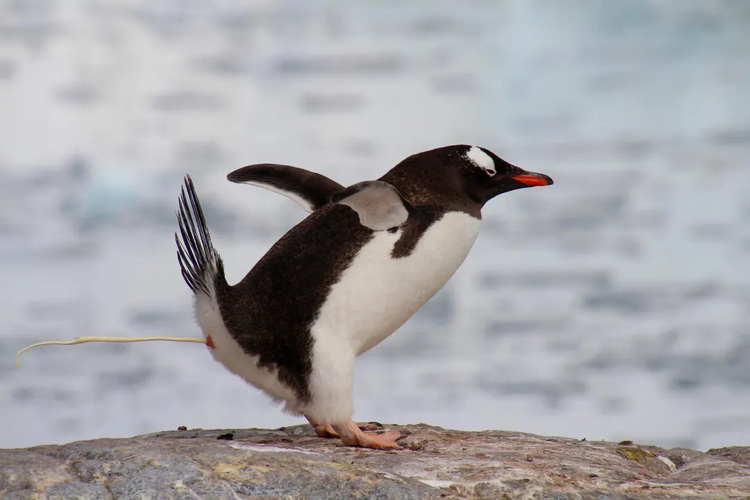 Penguin Poop Fuels Green Snow Algae and Faster Antarctic Melt