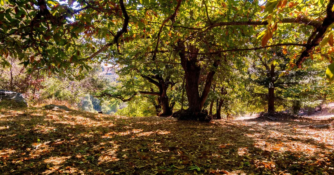 West Virginia Chestnut Grove May Be Bulldozed for AI Data Center