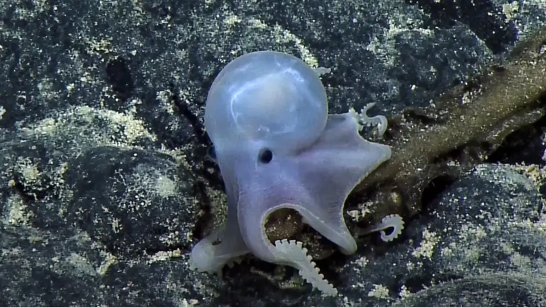 Scientists link octopus DNA folding to its large brain