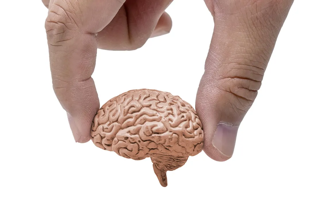 Scientists: Aging Brain Shifts Priorities Rather Than Declining