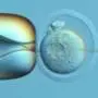 'DNA Typewriter' records cells' history in developing mouse embryo