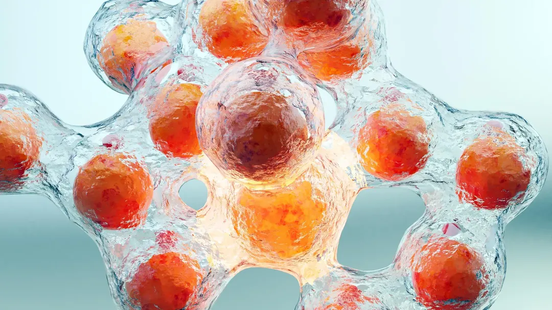 CBL-514 injection makes fat cells self-destruct