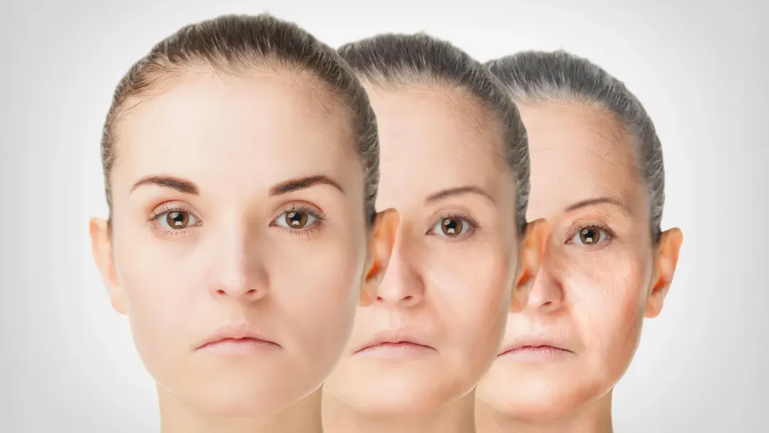 Brain protein Menin linked to aging: restoring it improved memory in mice