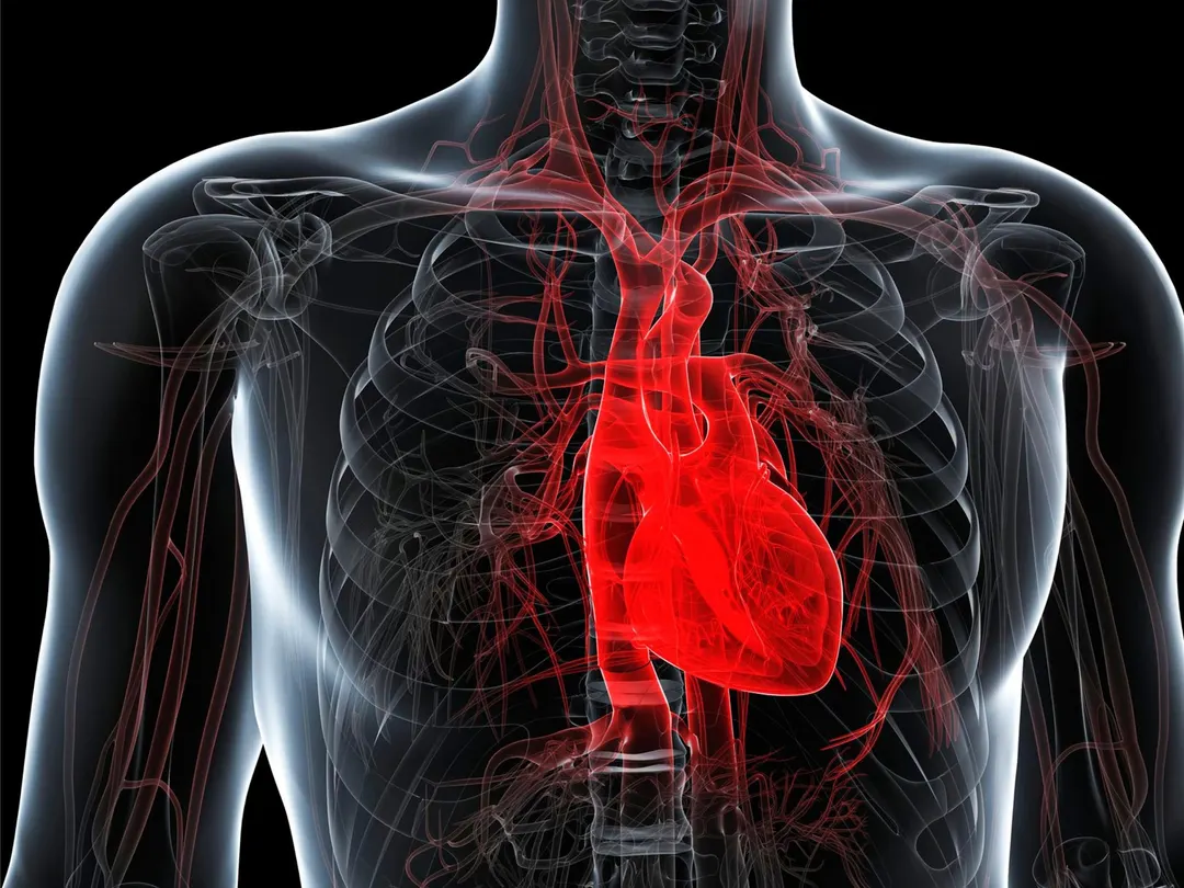 Aficamten improves exercise capacity in nonobstructive hypertrophic cardiomyopathy