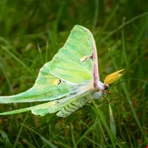 Luna Moth Leak Reveals Ransomware Group's Inner Workings