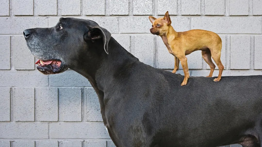 Biologists find why large dog breeds age faster