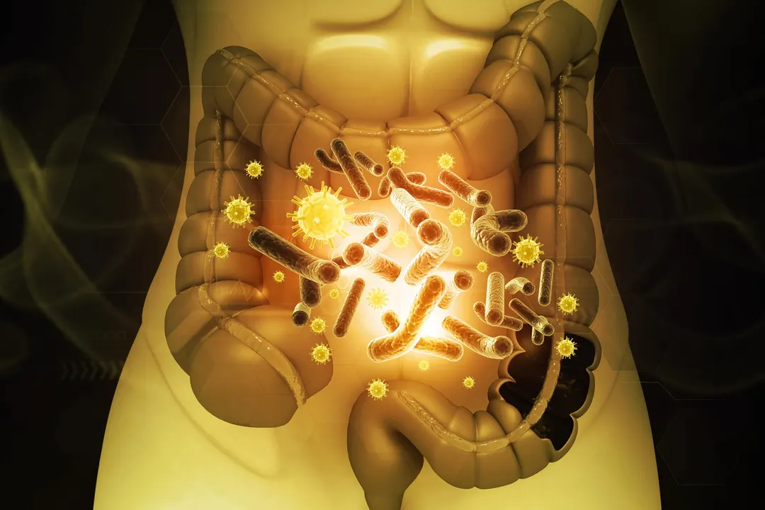 Stanford: Hundreds of Ancient Gut Microbes Lost in Industrialized Populations