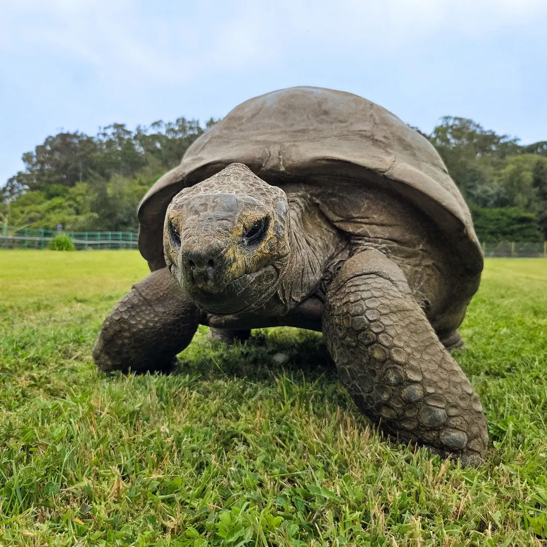 194-Year-Old Tortoise Jonathan Has 287 Longevity Gene Variants