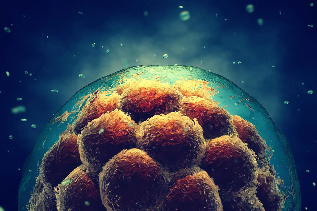 Scientists Find Major Gaps Between Blastoids and Real Human Embryos