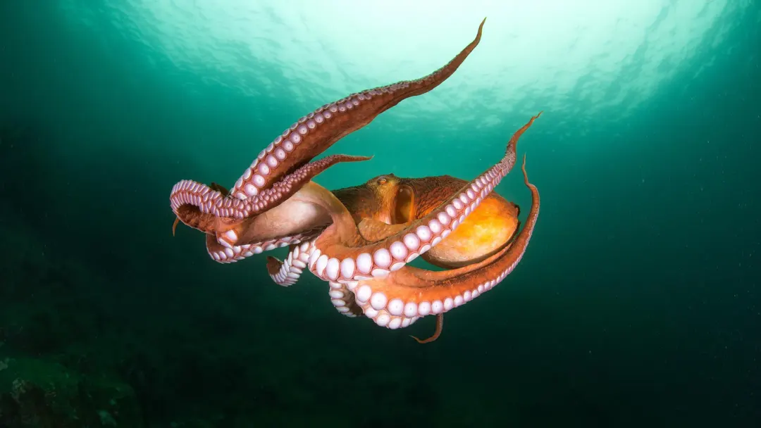 Scientists link ancient DNA reshuffling to octopus intelligence