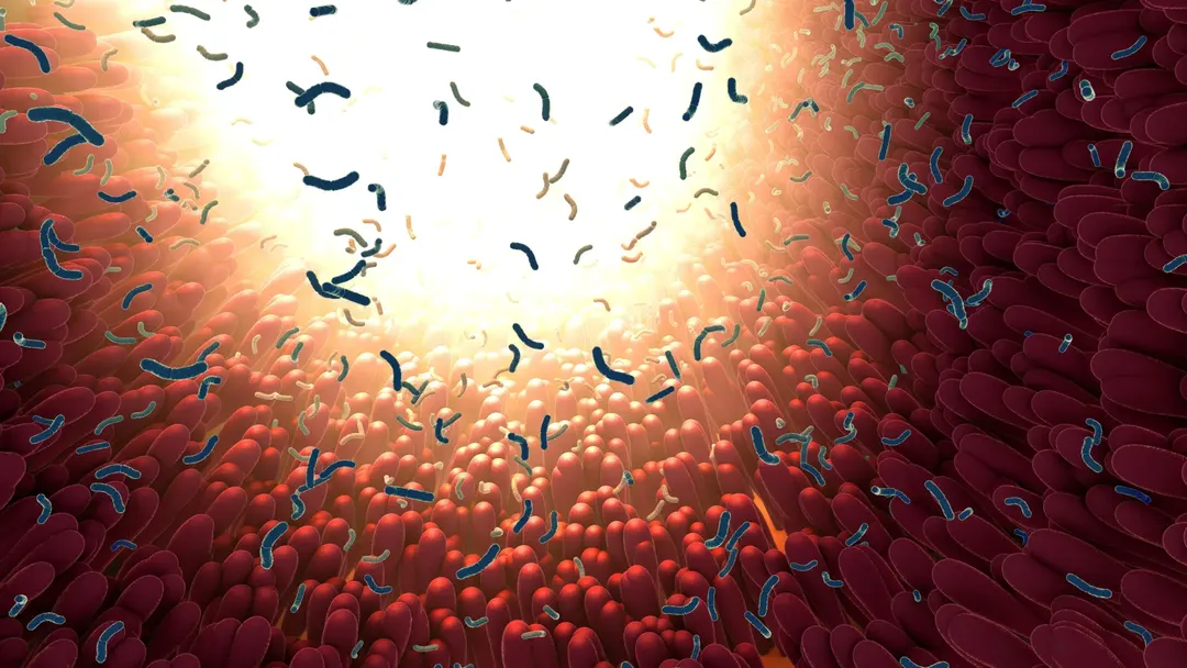 DAMM model shows gut bacteria supply about 140 calories a day