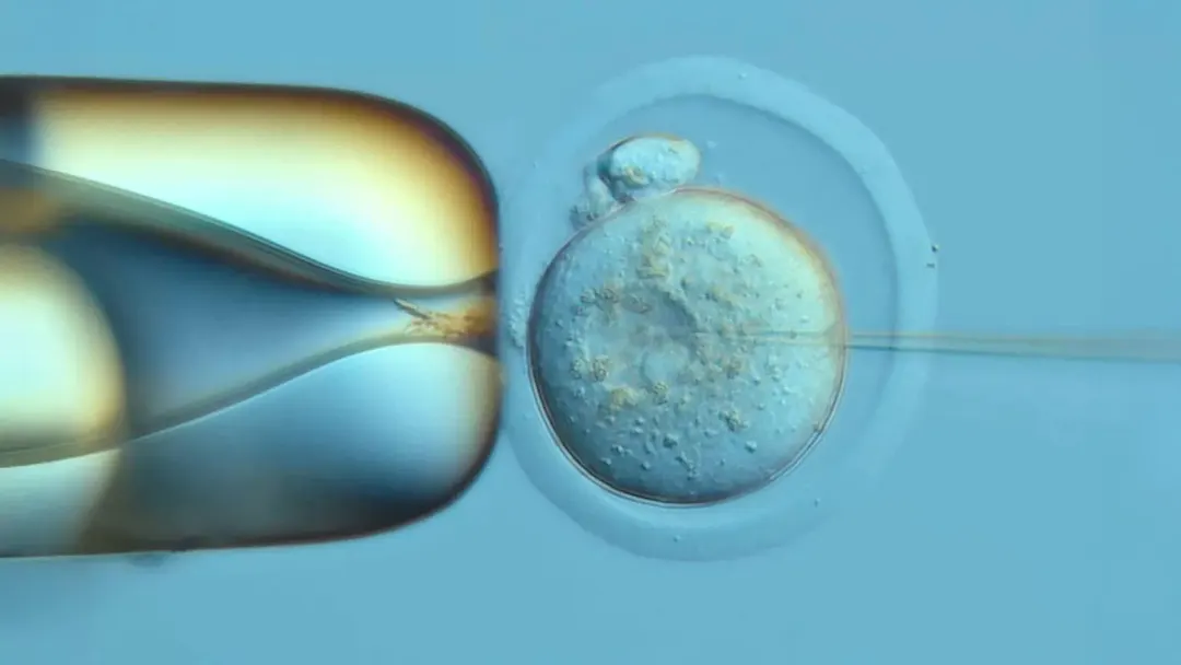 DNA Typewriter records 13.5 days of mouse embryo development