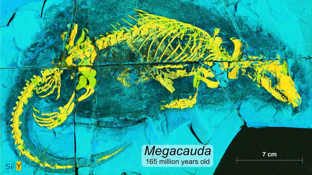 Jurassic predator Megacauda sungei had a mammal-like soft palate