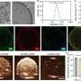 Nanostructure-assisted ultrasound shows potential for Parkinson's treatment