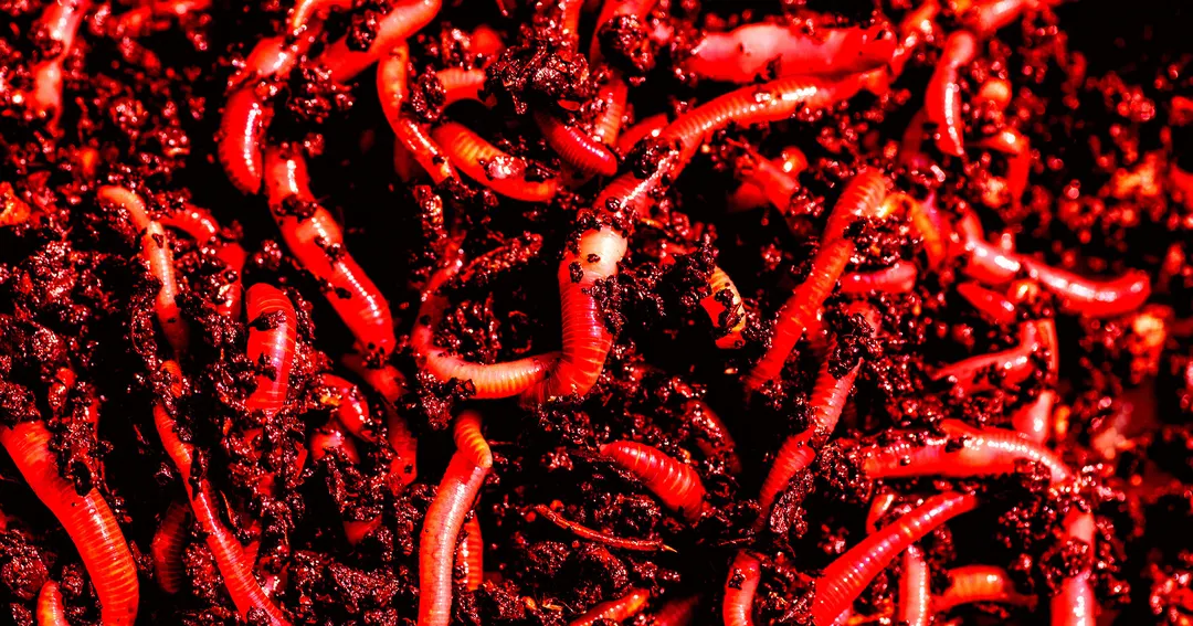 Anthropic Warns AI Worms Could Infect Smart Home Devices and Self-Replicate