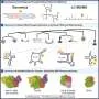 Natural RNA modifications in archaea mirror those used in medicine