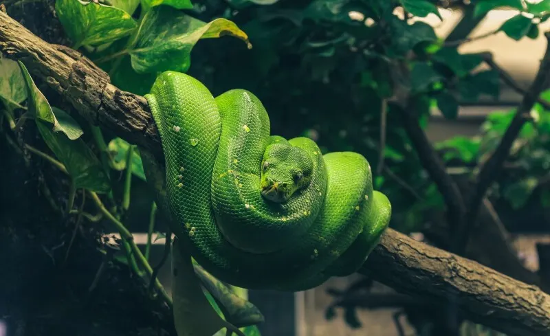 Python 3.15 released with default UTF-8 support on all platforms