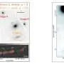 Two feeding black holes found just 175 parsecs apart in the early universe