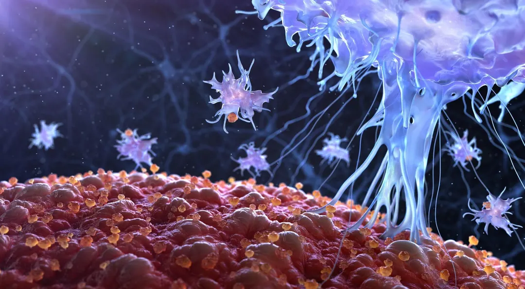 Scientists find hidden trigger that keeps inflammation alive after proteins leave receptors