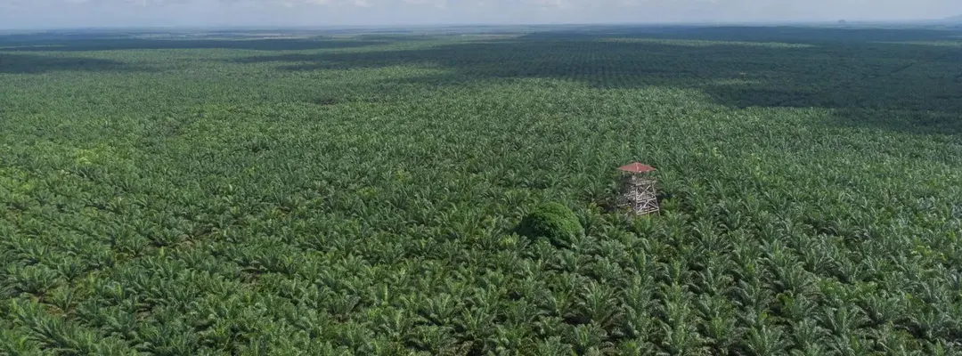 Trase Earth Ties Indonesian Peat Emissions to Specific Palm Oil Buyers