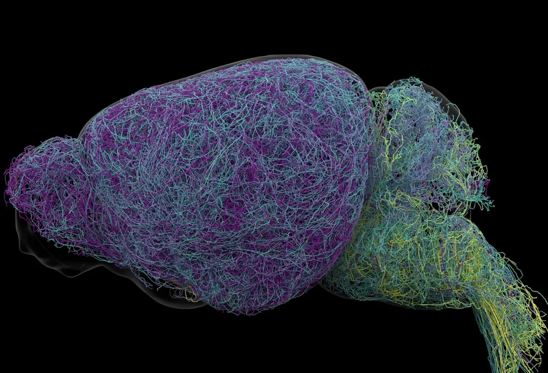 Scientists Map the Brain's "Blue Place" and Find a Record-Breaking Neuron