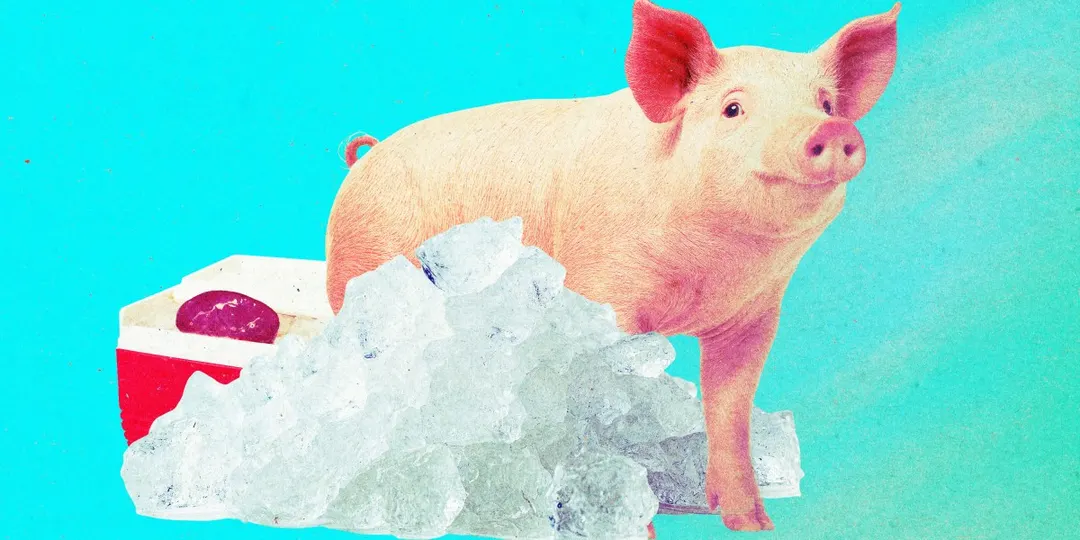 Pig kidneys frozen for a year brought back to life