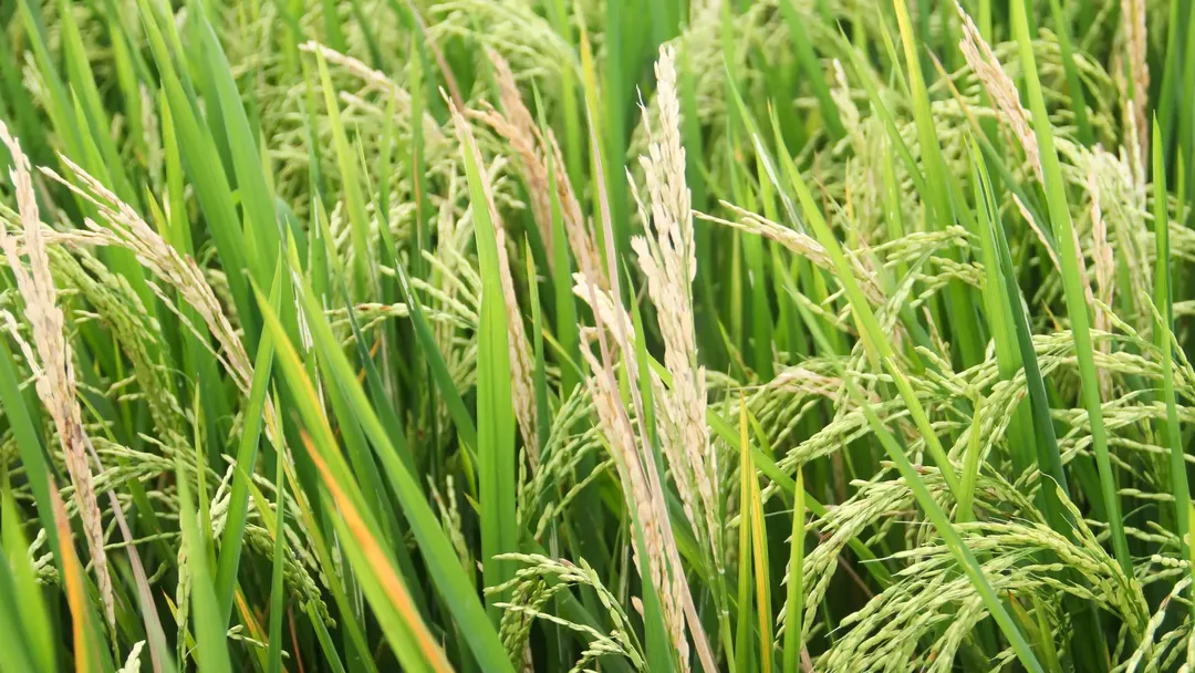 Scientists engineer plant receptors to fight blast fungus threatening crops
