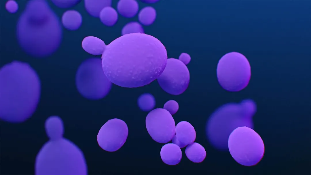 Lab mistake reveals how deadly fungus Candida auris beats antifungal drugs