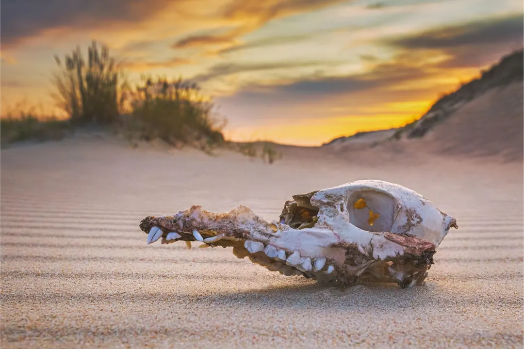 Study: Ecosystems Have Fewer Backup Species Than Assumed