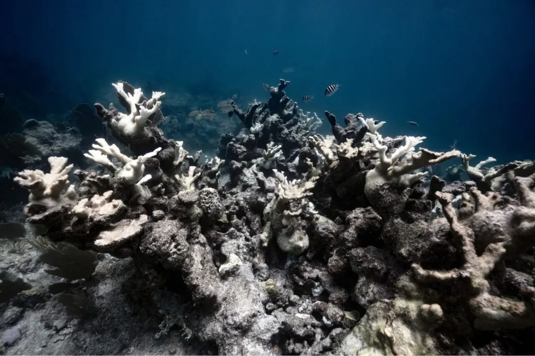 Stanford: Contact With Healthy Coral Speeds Bleached Reef Recovery