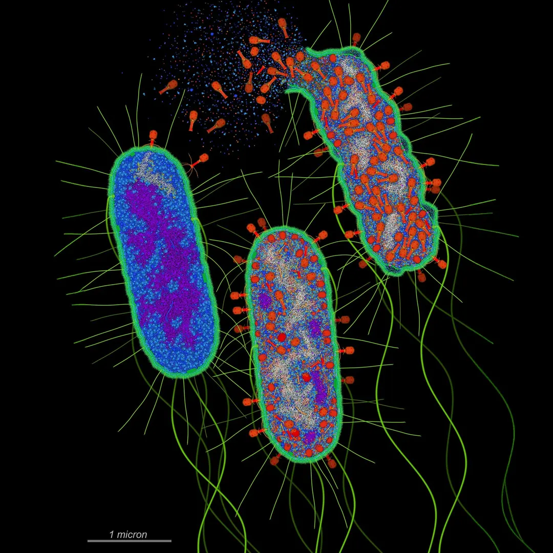 Scientists Reveal CBASS Mechanism: Bacteria Detect Phage Attack via Viral Protease