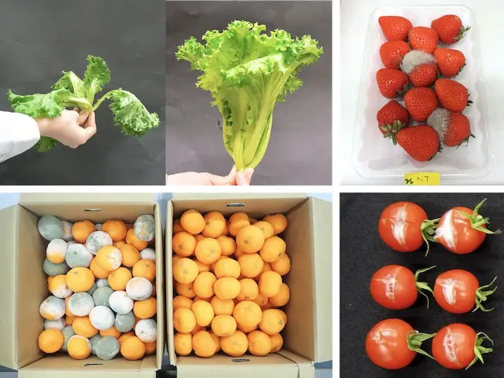 Brief near-infrared flash keeps produce fresh by triggering plant defenses