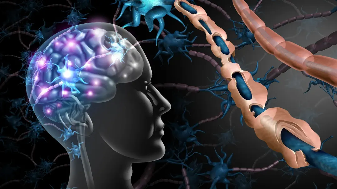 Oligodendrocyte dysfunction linked to age-related cognitive decline