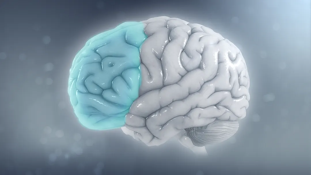 Midbrain structure prepares for sights and touch before they occur, study finds