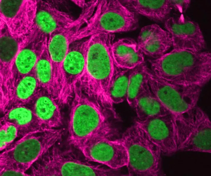 NYU study reveals how microgravity affects the human genome