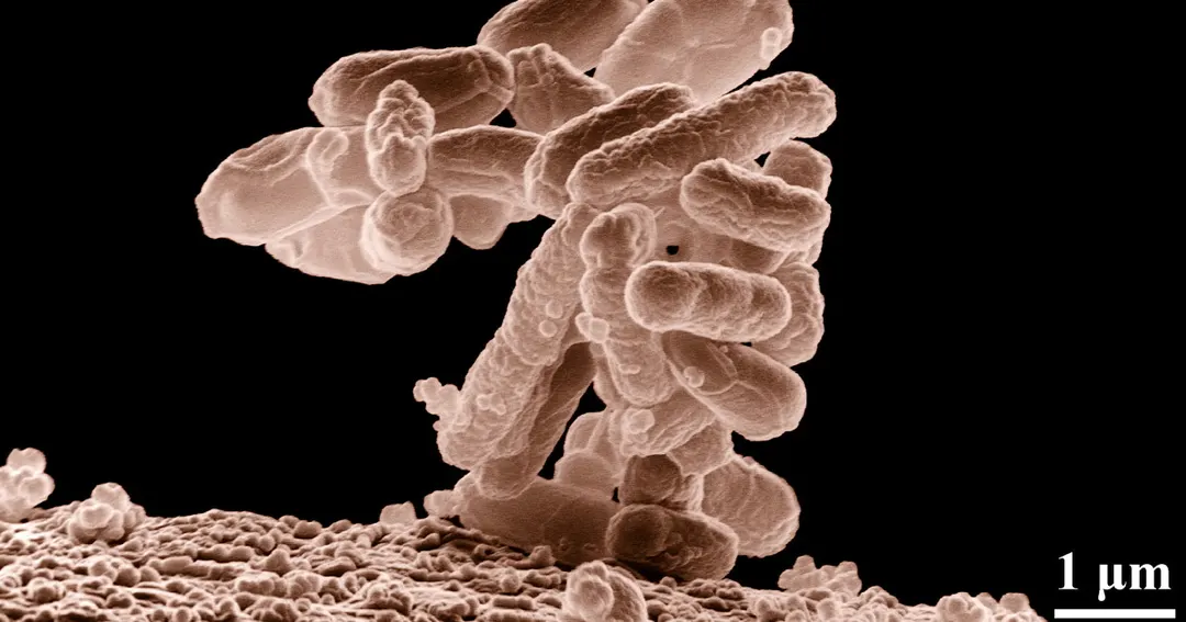 Killer cotton eradicates microbes using ordinary white light