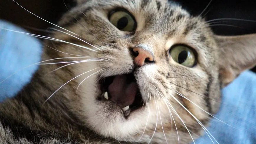 Biotech sells pet cloning for $50,000 and cryonics, MIT Technology Review finds