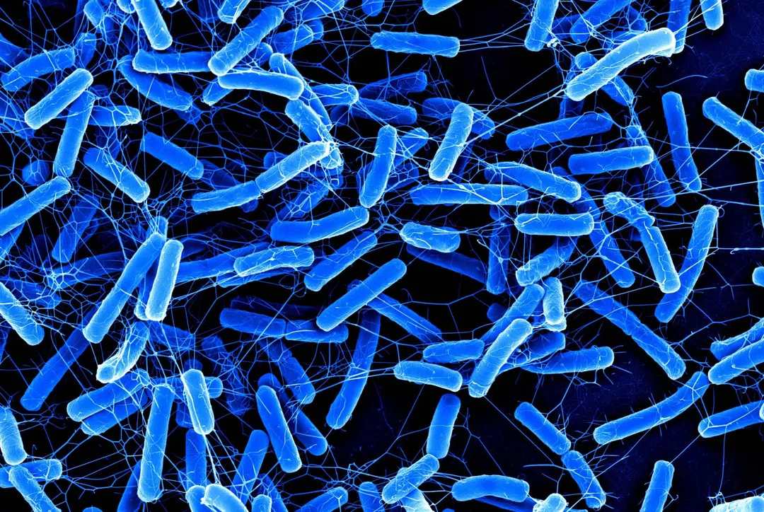 Argyrin B from myxobacteria selectively kills C. difficile
