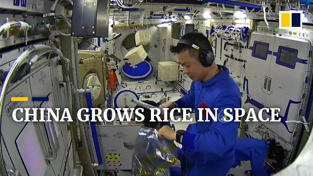 China's Tiangong crew harvests second generation of space-grown rice
