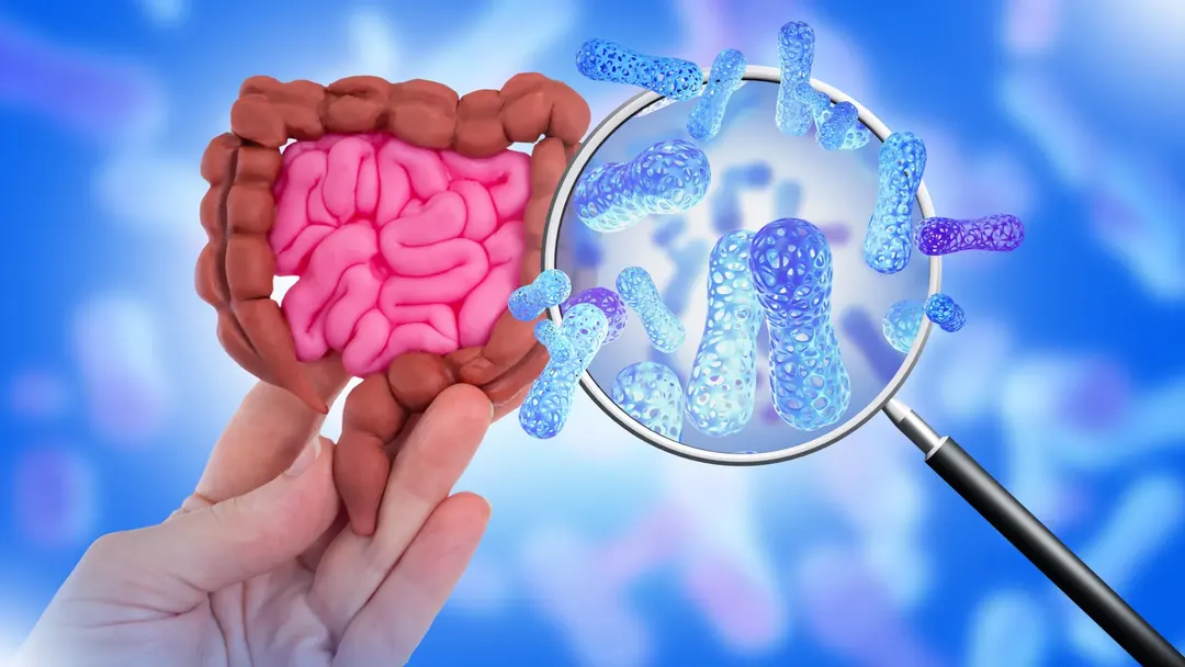Cambridge tests 39 sweeteners and finds direct effects on gut bacteria